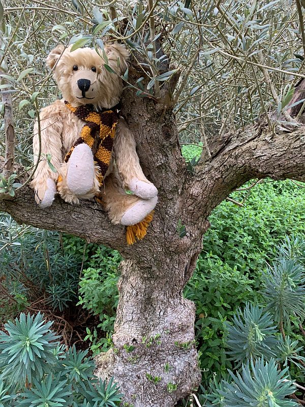 Bertie sat in the branches of an Olive tree.