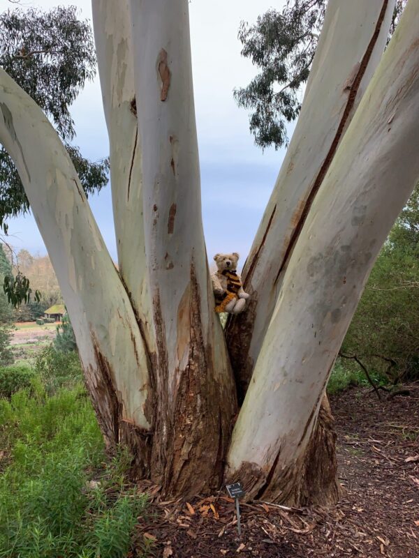 Bertie in the branches of a Eucalyptus tree.