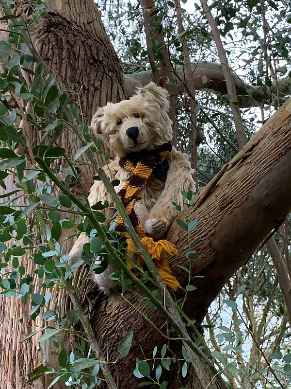 Bertie up a Gum tree.