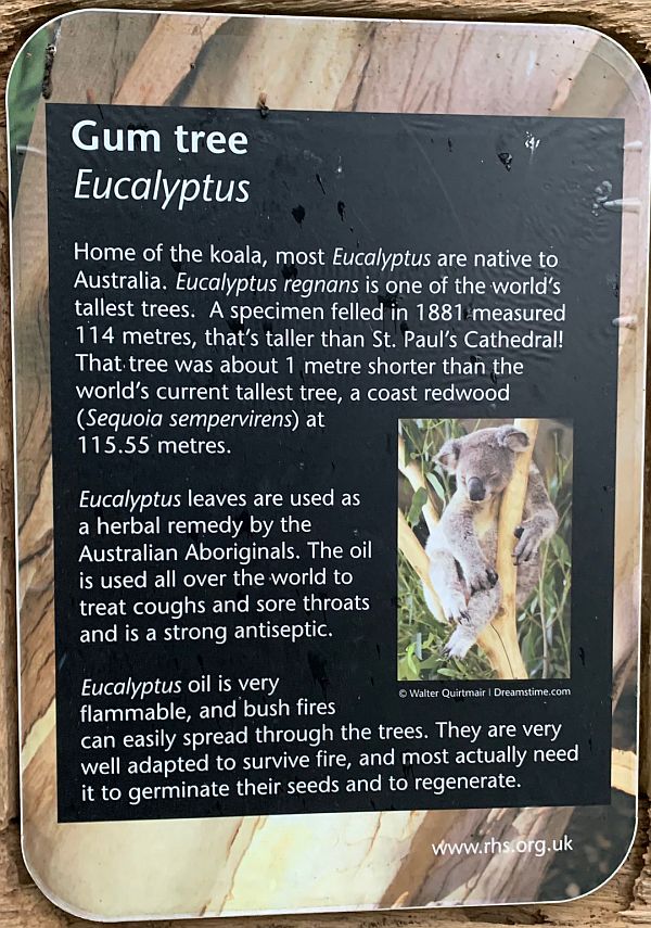 Information on the Gum Tree (Eucalyptus).