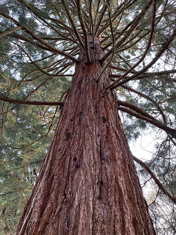 Eucalyptus Tree.