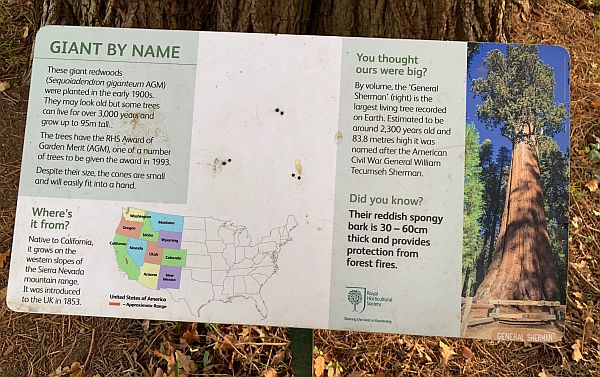 Information on the Giant Redwood.