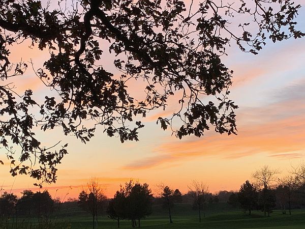 Trees silhouetted in the sunset.