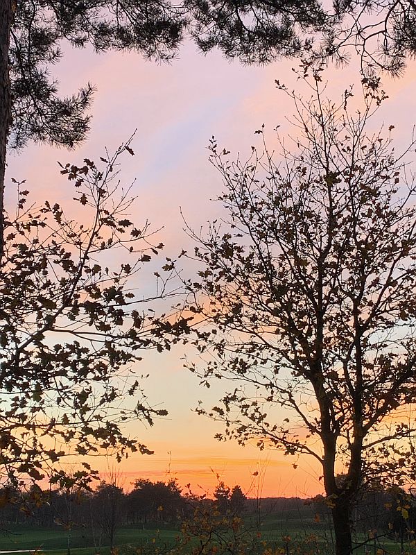 Trees silhouetted in the sunset.