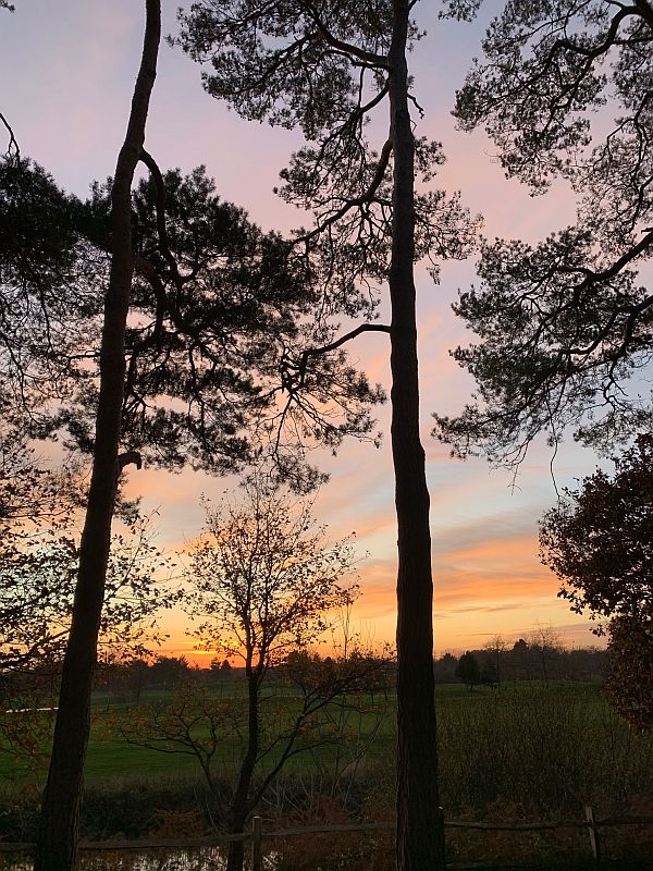 Trees silhouetted in the sunset.