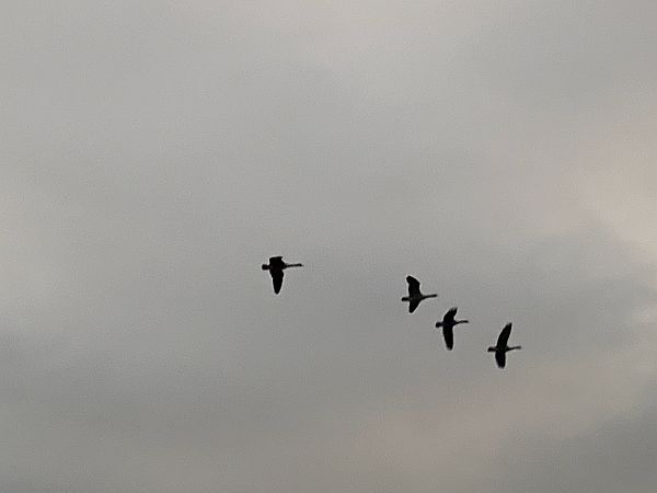 Four Canada Geese flying overhead.