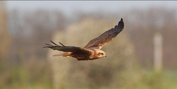 Marsh Harrier in flight.