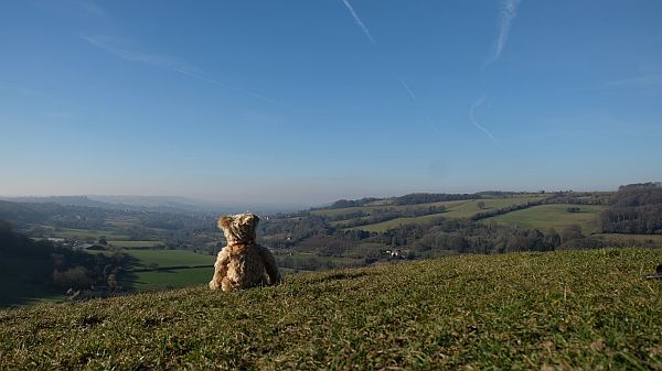 Rear view of Bertie sat on Swift's Hill.