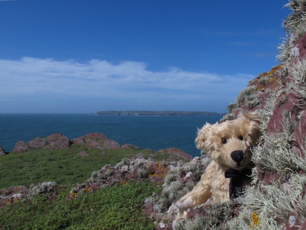 Bertie sat on the cliff on Skokholm looking towards us, with Skomer in the distance behind.