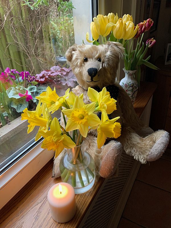 Bertie sat on the window cill in Laurel Cottage in front of two vases of tulips and a vase of daffodils with a candle lit for Diddley in front.