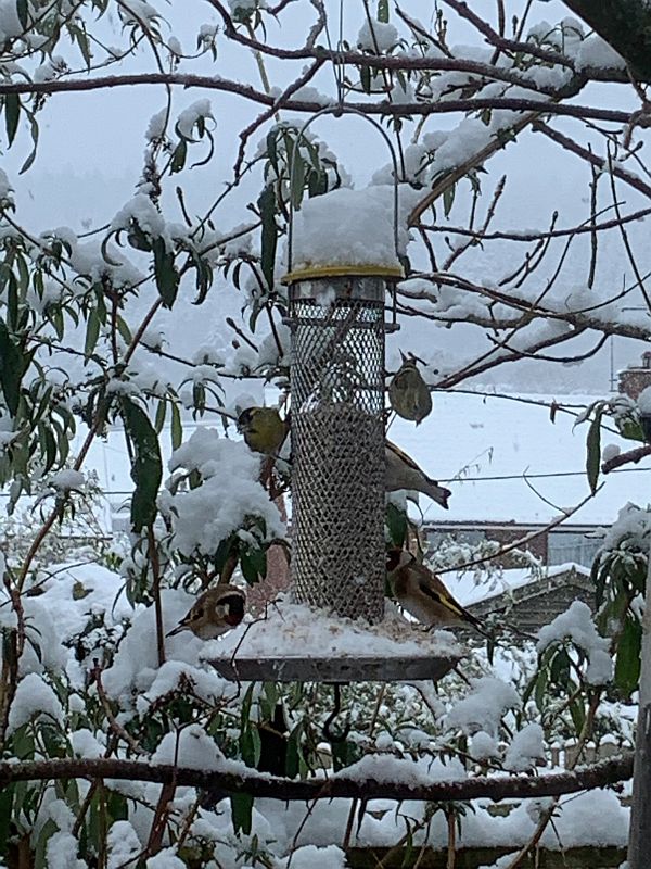 Goldfinches and Siskins in the snow on Bobby's bird feeder.