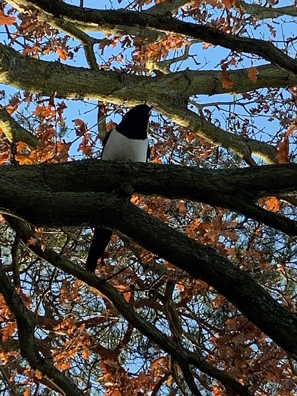 A Magpie in the tree branches, with golden brown autumnal leaves behind.