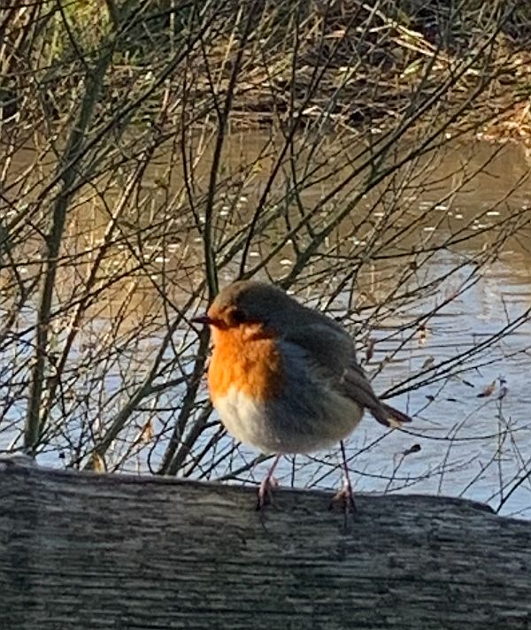 A Robin on a tree branch.