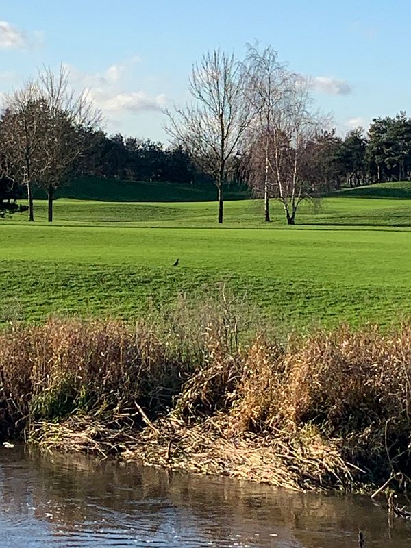 A bird on the grass in the distance.