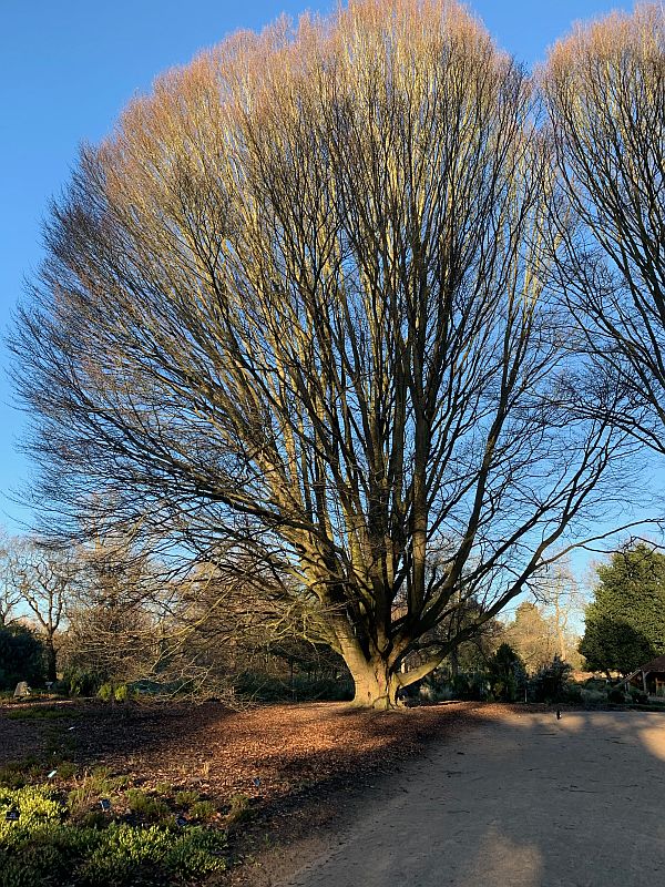 Carpinus Betulus Fastigiata.