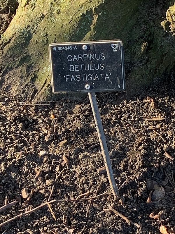 Nameplate for the Carpinus Betulus Fastigiata.