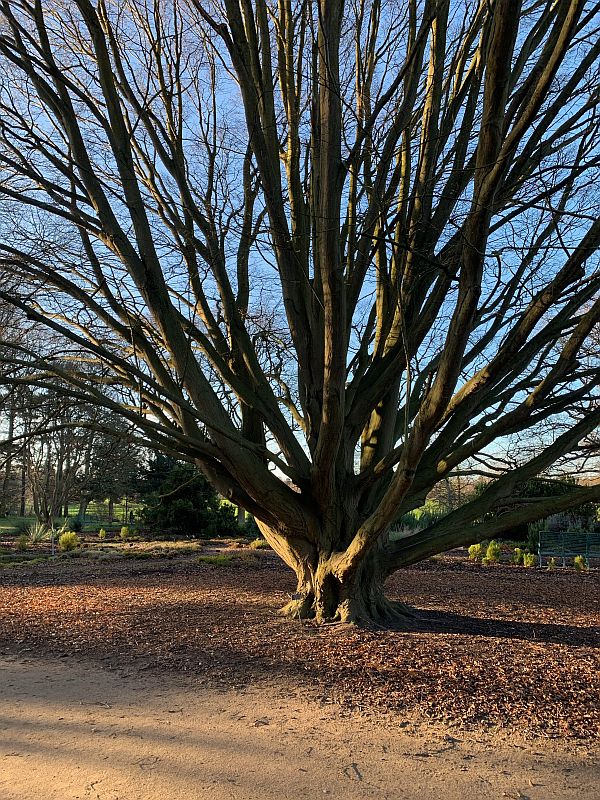 Carpinus Betulus Fastigiata.