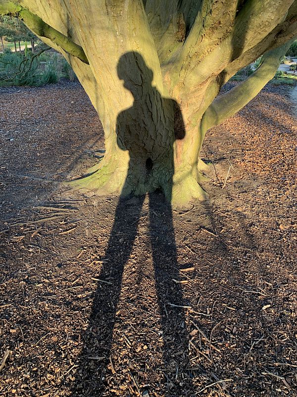 Bobby's shadow cast against the Carpinus Betulus Fastigiata as he takes a photo.