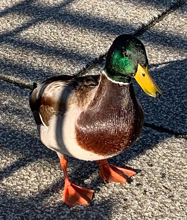 Mallard.