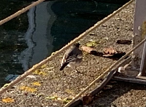 Pied Wagtail.