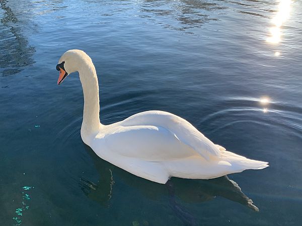 Swan on the blue river.
