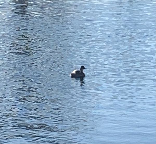 Little Grebe in the water.