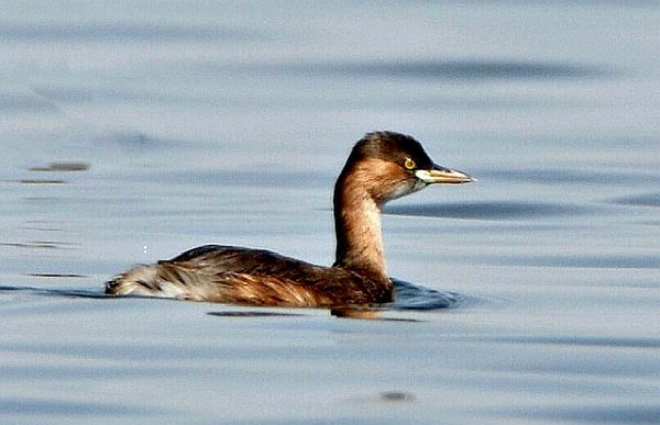 Little Grebe.