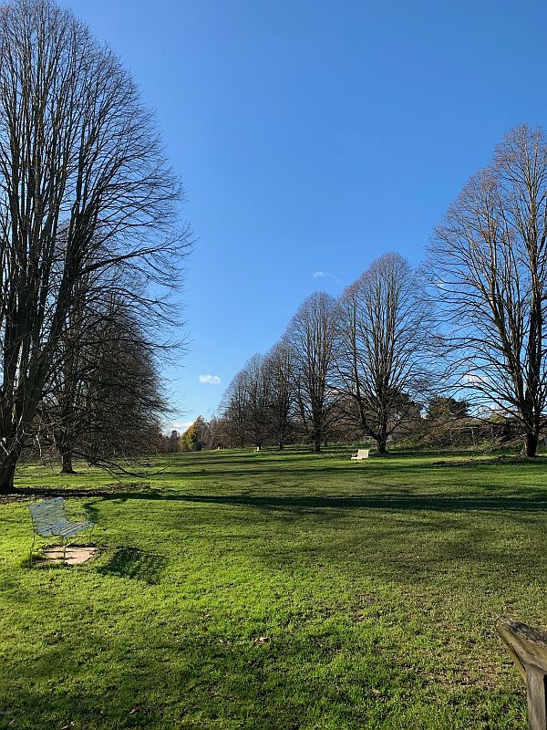 The Jubilee Arboretum avenue of fastigiated trees (upright forms of trees of different species).