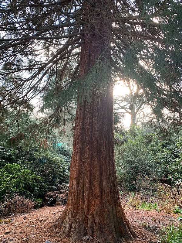 A baby Giant Redwood.