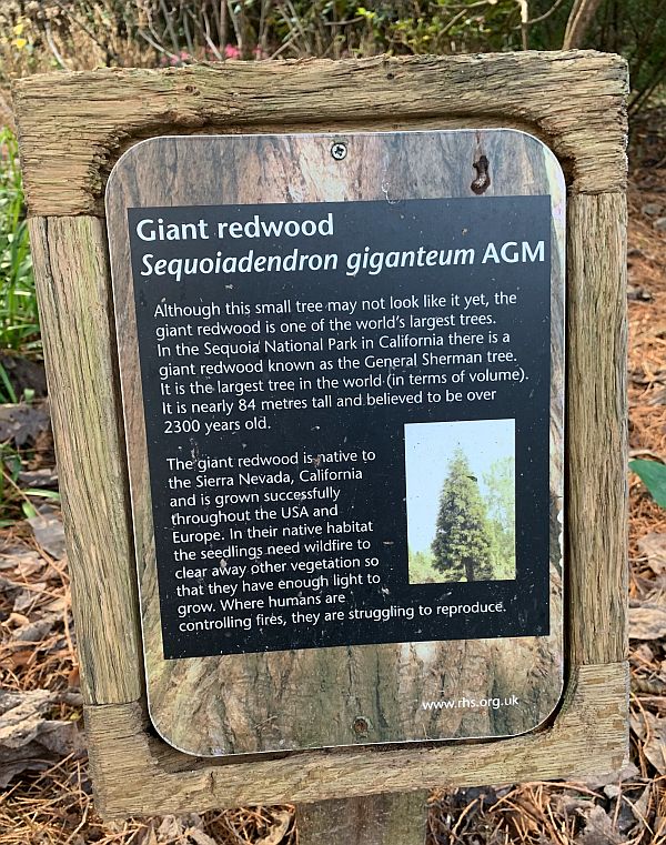 Interepretation Board for the Giant Redwood.