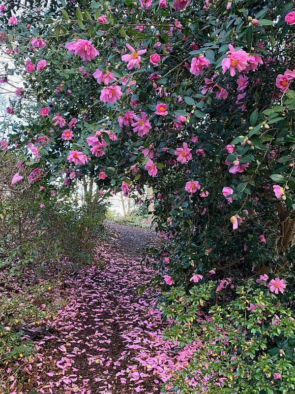 The delicate pink flowers of an early Camellia.