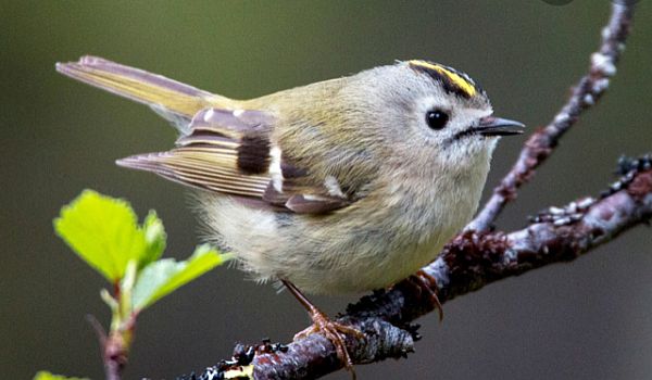 Goldcrest.