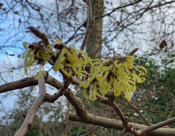 Witch Hazel.