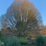 Mindfully Arboretumanally: Bobby’s favourite tree.