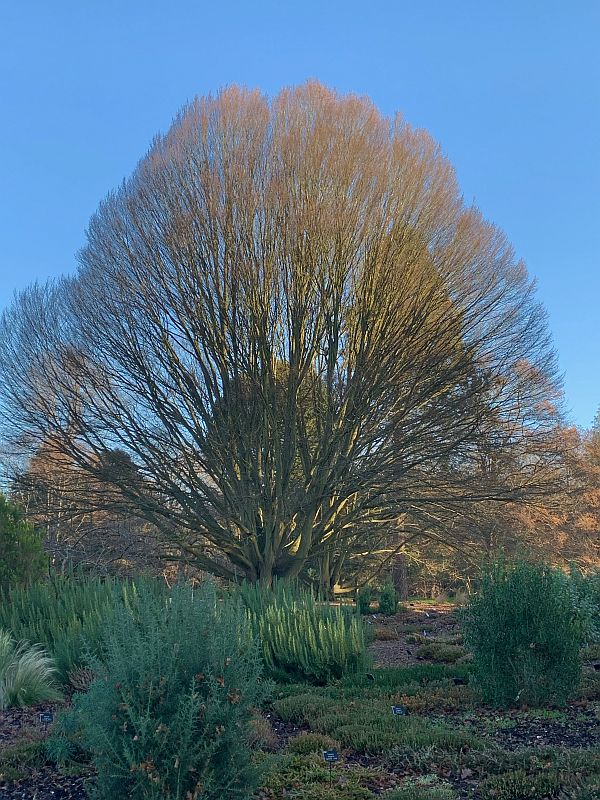 Mindfully Arboretumanally: Bobby’s favourite tree.