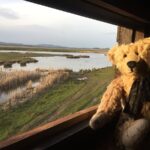 Bertie in a hide at Slimbridge over looking the River Severn Estuary.