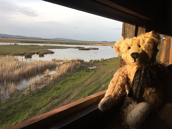Bertie in a hide at Slimbridge over looking the River Severn Estuary.