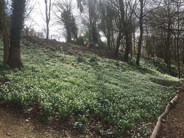 Cherington Lake Snowdrops.