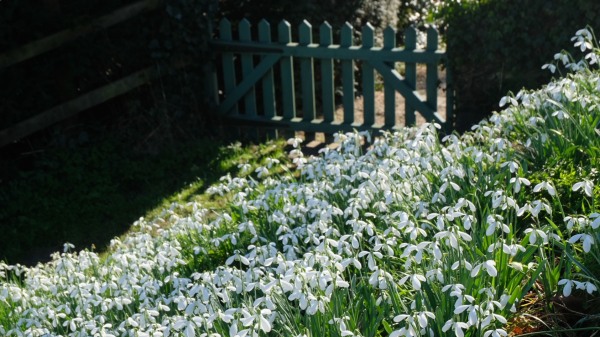 Snowdrops in Slad.