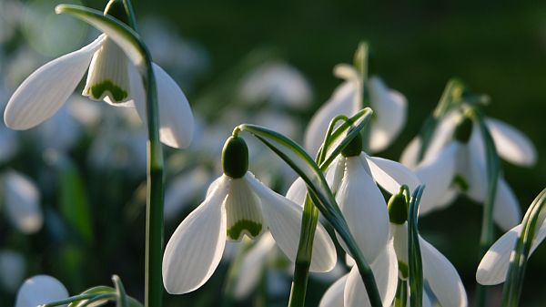 Snowdrops in the wonderful Colesbourne Park near Cirencester
