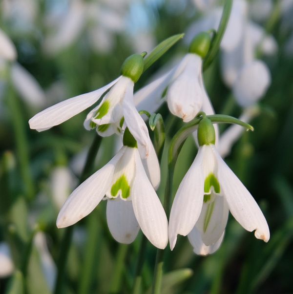 Snowdrops in the wonderful Colesbourne Park near Cirencester