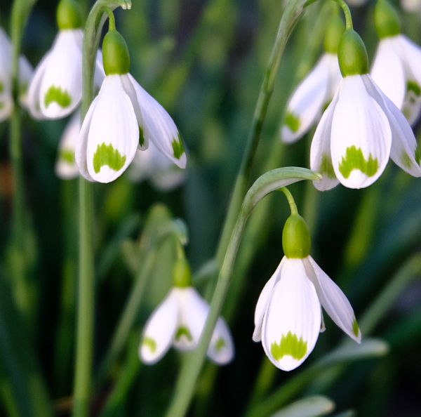 Snowdrops in the wonderful Colesbourne Park near Cirencester