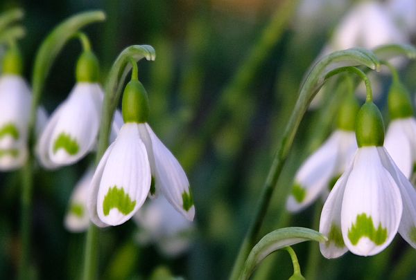 Snowdrops in the wonderful Colesbourne Park near Cirencester