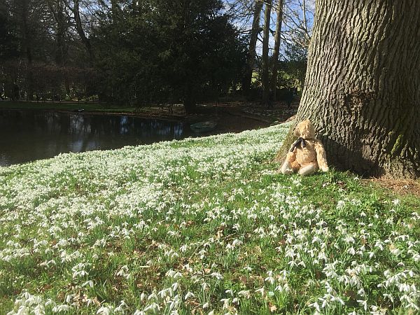 Bertie sat against a tree admiring the Snowdrops in Painswick Rococo Garden.