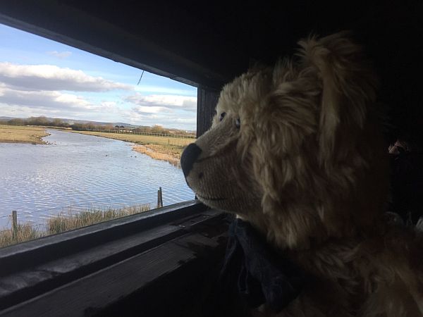 Bertie looking across the water out of the hide in Slimbridge.