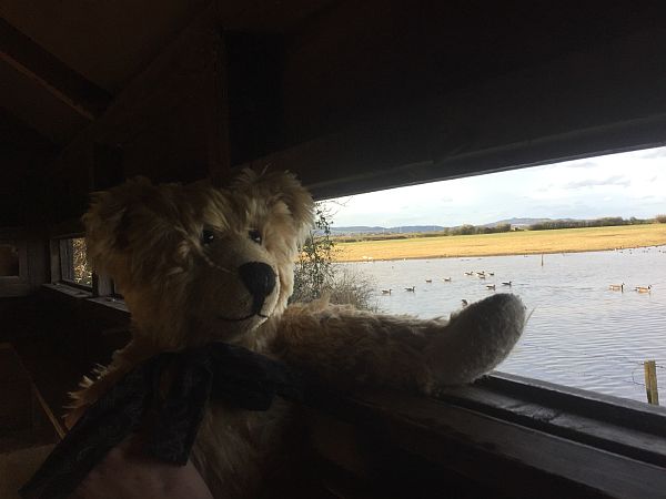 Bertie looking across the water out of the hide in Slimbridge.