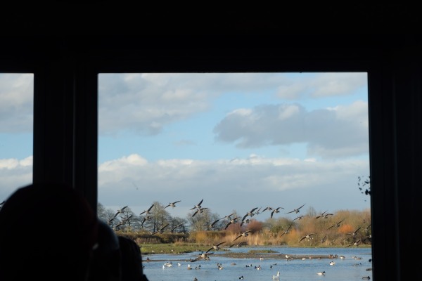 Looking out of the window of Swan Lake Hide, Slimbridge.