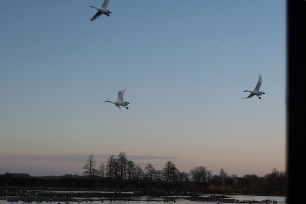 Bewick Swans in flight seen from the hide.