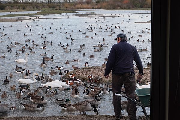 Keeping feeding the wildfowl.