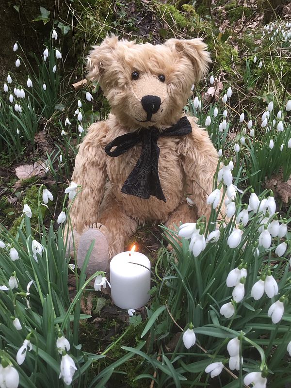 Bertie sat in amongst the Snowdrops at Cherington Lake, 15 February 2017. A white candle lit for Diddley is in front of him.